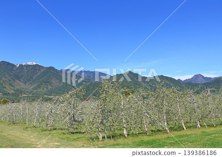 Azumino spring apple blossom bloom time Azumino spring apple blossom bloom time 139386186