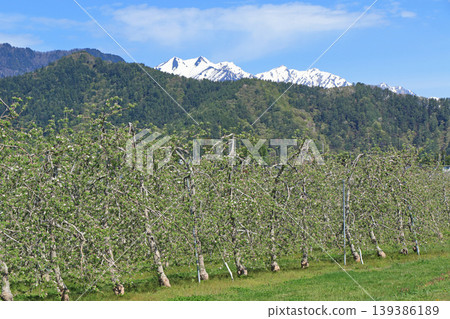 Azumino spring apple blossom bloom time 139386189