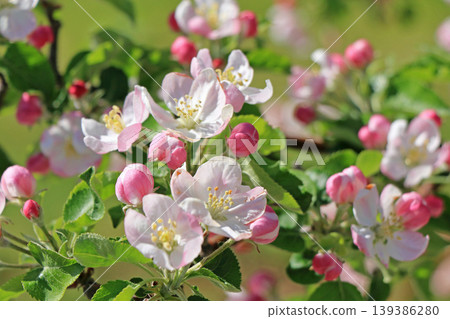 Apple flowers Apple flowers 139386280