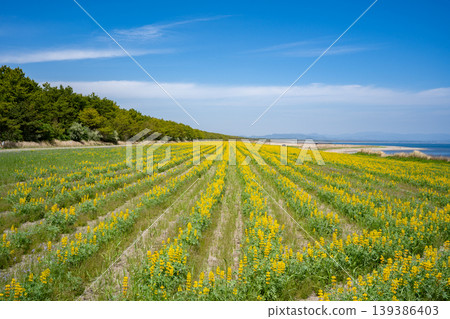 柏原海灘(東樹白町)的魯冰花田景色 柏原海灘(東樹白町)的魯冰花田景色 139386403