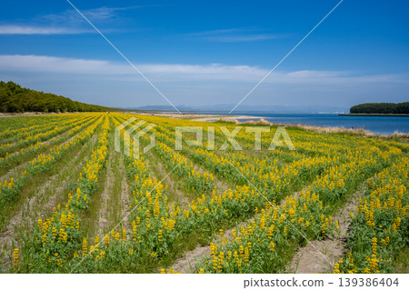 A landscape of lupin fields on Kashiwabara Beach (Higashikushira Town) A landscape of lupin fields on Kashiwabara Beach (Higashikushira Town) 139386404