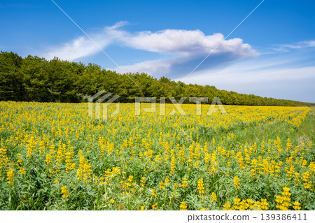 A landscape of lupin fields on Kashiwabara Beach (Higashikushira Town) A landscape of lupin fields on Kashiwabara Beach (Higashikushira Town) 139386411