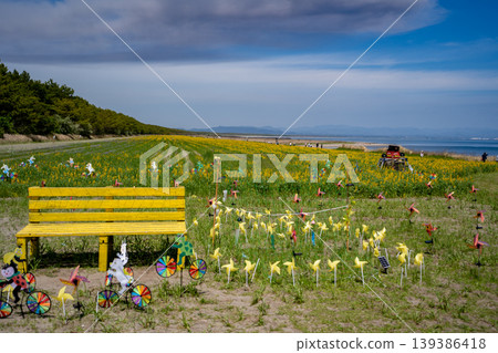 A landscape of lupin fields on Kashiwabara Beach (Higashikushira Town) A landscape of lupin fields on Kashiwabara Beach (Higashikushira Town) 139386418