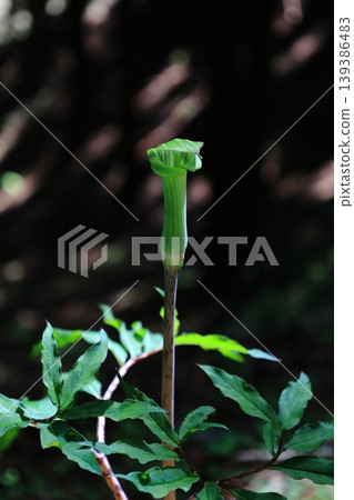 Jack-in-the-pulpit (2) Jack-in-the-pulpit (2) 139386483