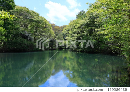 A pond in a lush, natural setting 139386486