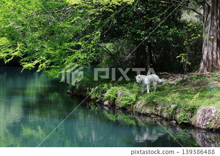 A dog peering into a quiet pond surrounded by green trees. 139386488