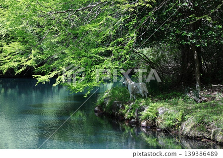 A dog looking at a quiet pond surrounded by green trees. A dog looking at a quiet pond surrounded by green trees. 139386489