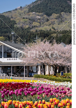 Spring at Hadano Togawa Park Spring at Hadano Togawa Park 139386560