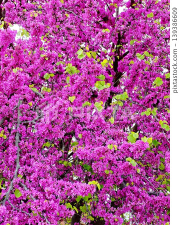 Beautiful blooming Judas tree with vibrant pink flowers Beautiful blooming Judas tree with vibrant pink flowers 139386609