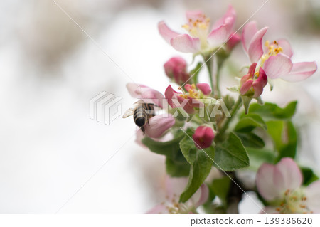 Bee Collecting Pollen on Soft Pink Blossoms, bokeh. Gentle Spring Nature with Copy Space. Bee Collecting Pollen on Soft Pink Blossoms, bokeh. Gentle Spring Nature with Copy Space. 139386620