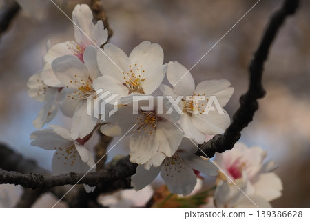 Cherry blossoms in full bloom shining in the spring sunshine Cherry blossoms in full bloom shining in the spring sunshine 139386628