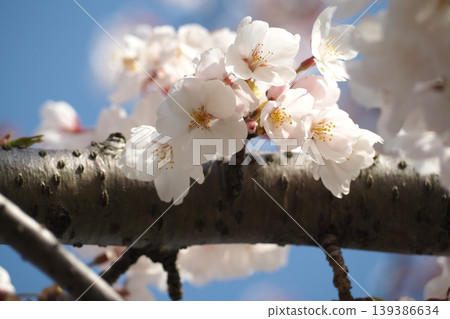 Sakura that shines in the blue sky Sakura that shines in the blue sky 139386634