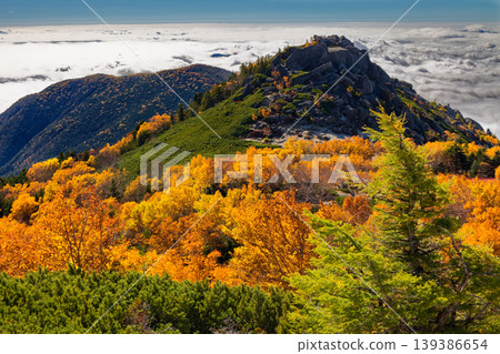Autumn foliage of Japanese white birch trees on Mt. Yakushidake, part of the Southern Alps' Houou Sanzan mountain range, and Mt. Sunaharai Autumn foliage of Japanese white birch trees on Mt. Yakushidake, part of the Southern Alps' Houou Sanzan mountain range, and Mt. Sunaharai 139386654