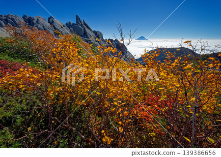 The yellowing leaves of the Japanese white birch trees on the ridge of Mt. Yakushidake in the Southern Alps, and Mt. Fuji. The yellowing leaves of the Japanese white birch trees on the ridge of Mt. Yakushidake in the Southern Alps, and Mt. Fuji. 139386656