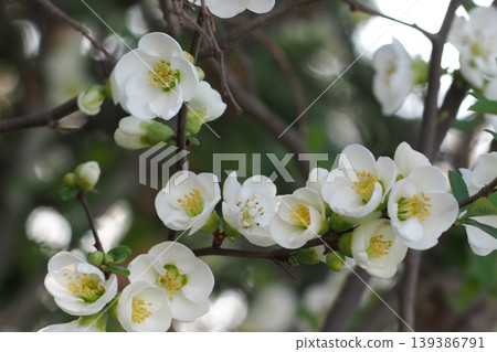 White kuromachi flower White kuromachi flower 139386791