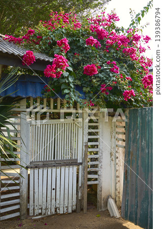 Bougainvillea covering rustic garden gate with corrugated roof Bougainvillea covering rustic garden gate with corrugated roof 139386794