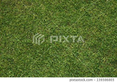Green grass texture creating a natural lawn background Green grass texture creating a natural lawn background 139386803