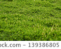 Lush green grass covering a vibrant summer lawn 139386805