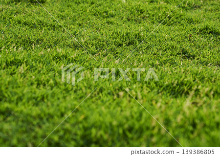 Lush green grass covering a vibrant summer lawn Lush green grass covering a vibrant summer lawn 139386805