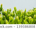 Vibrant green leaves growing in natural garden environment 139386808