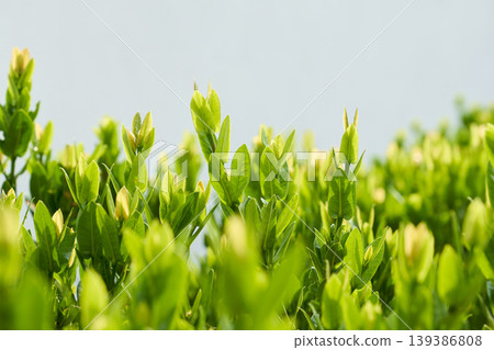 Vibrant green leaves growing in natural garden environment Vibrant green leaves growing in natural garden environment 139386808