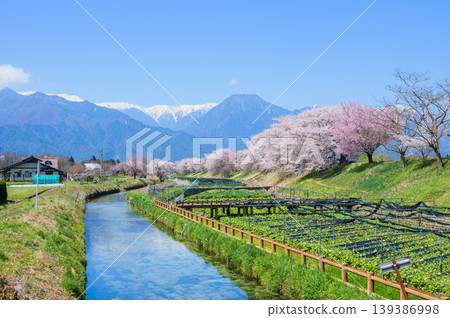 Cherry blossoms at Hotaka River Wasabi Garden and the Early Spring Song Monument Park [Hotaka, Azumino City] 139386998