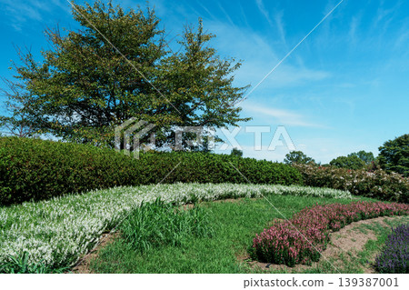 Hill where crape myrtle trees bloom Hill where crape myrtle trees bloom 139387001