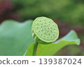 蓮子 3 139387024