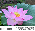 粉紅色蓮花 3 139387025