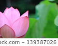粉紅色蓮花 2 139387026