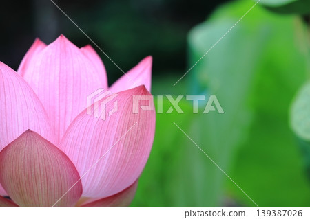 粉紅色蓮花 2 139387026