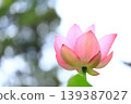 粉紅色蓮花 1 139387027