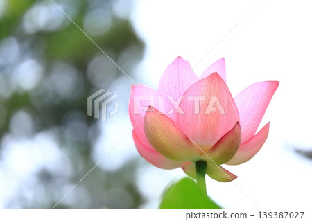 粉紅色蓮花 1 139387027