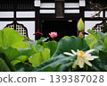 妙福景寺院內盛開的蓮花 139387028