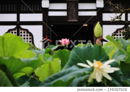 妙福景寺院內盛開的蓮花 妙福景寺院內盛開的蓮花 139387028