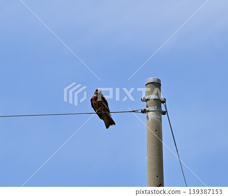 Black kite that stops on an electric wire Black kite that stops on an electric wire 139387153