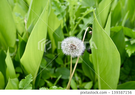 Fluffy dandelion Fluffy dandelion 139387156