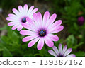 色彩鮮豔的非洲雛菊 139387162