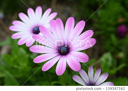 色彩鮮豔的非洲雛菊 139387162