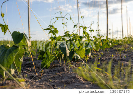 Bean plants flourish on a plantation field with green leaves reaching toward the sunlight in the afternoon Bean plants flourish on a plantation field with green leaves reaching toward the sunlight in the afternoon 139387175