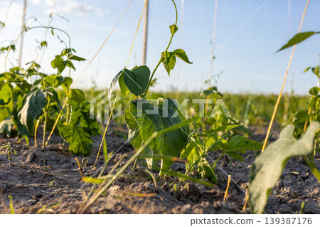 Bean plants stand tall with green leaves in a field during late afternoon. Sunlight casts shadows on the soil and plants Bean plants stand tall with green leaves in a field during late afternoon. Sunlight casts shadows on the soil and plants 139387176