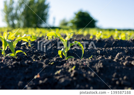 Corn plants are growing steadily in a field with bright sunlight shining down on them 139387188