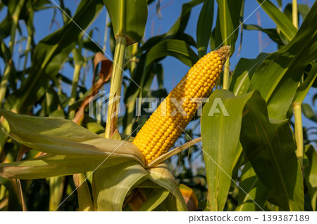 Corn on the cob is developing on the stalk surrounded by green leaves in a farm field during daylight hours Corn on the cob is developing on the stalk surrounded by green leaves in a farm field during daylight hours 139387189