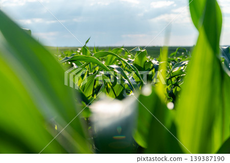 Corn leaves stretch upward in a corn field with sunlight shining down in the daytime. The plants are healthy and green Corn leaves stretch upward in a corn field with sunlight shining down in the daytime. The plants are healthy and green 139387190