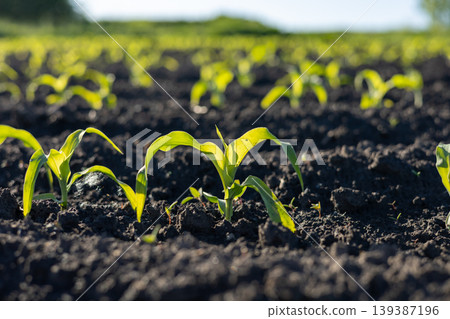 Green corn sprouts emerge from dark soil in a field during a sunny day in spring. The plants show new growth and vitality 139387196