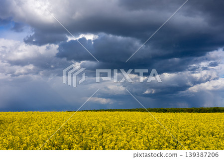 Bright yellow rapeseed flowers fill the field as rain clouds gather overhead during the day Bright yellow rapeseed flowers fill the field as rain clouds gather overhead during the day 139387206