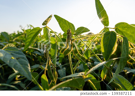 In a field, soybean plants are growing with green leaves and pods under the afternoon sun, showing signs of ripening In a field, soybean plants are growing with green leaves and pods under the afternoon sun, showing signs of ripening 139387211