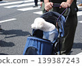 A white dog in a stroller 139387243
