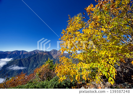 The yellowing leaves of the Japanese white birch trees on Mt. Yakushidake, Mt. Houou, and Mt. Shiramine in the Southern Alps The yellowing leaves of the Japanese white birch trees on Mt. Yakushidake, Mt. Houou, and Mt. Shiramine in the Southern Alps 139387248