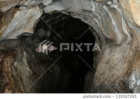 Lesser horseshoe bats flying through a cave 139387265